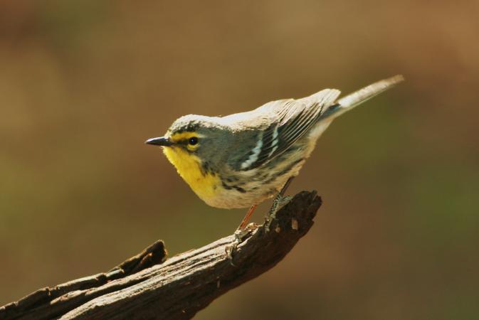 Photo (9): Grace's Warbler