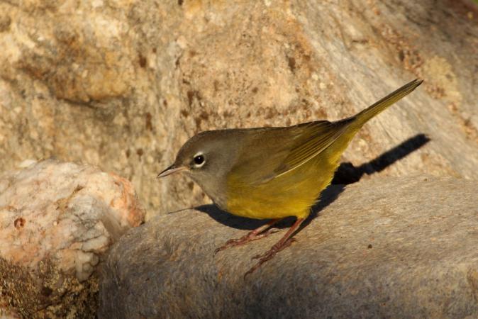 Photo (4): MacGillivray's Warbler
