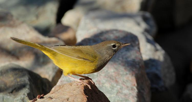 Photo (6): MacGillivray's Warbler