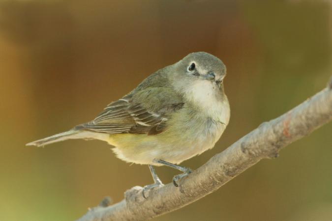 Photo (4): Cassin's Vireo
