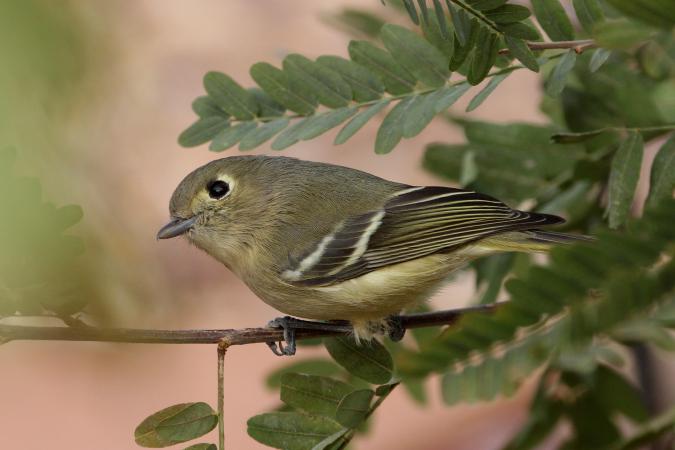 Photo (9): Hutton's Vireo