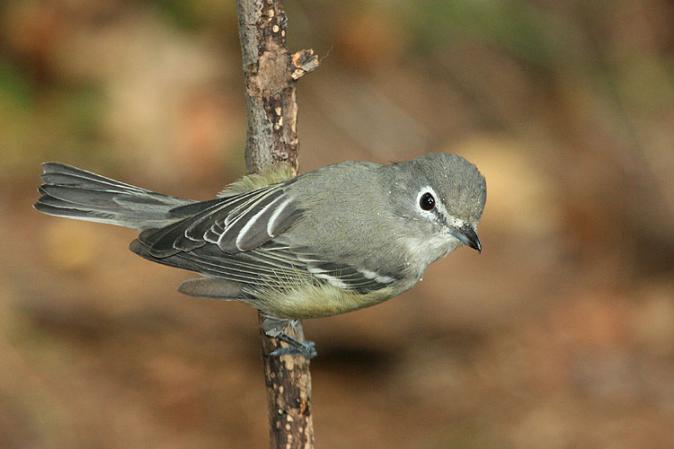 Photo (5): Plumbeous Vireo
