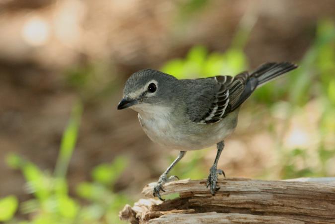 Photo (3): Plumbeous Vireo
