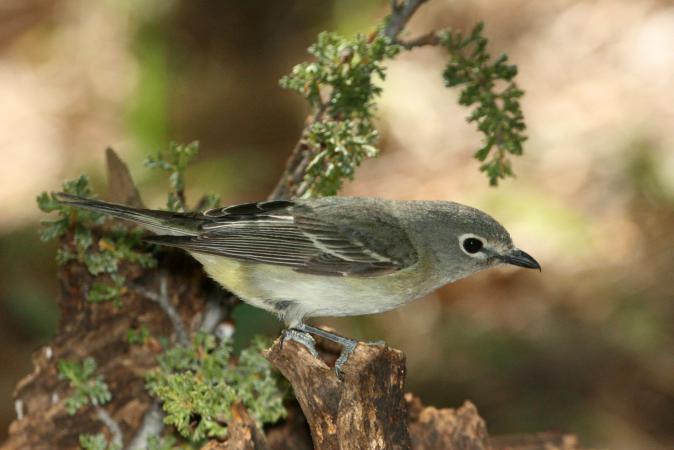 Photo (2): Cassin's Vireo