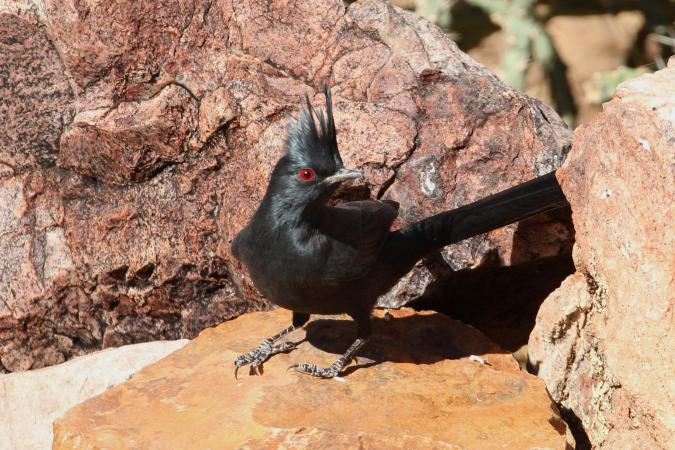 Photo (5): Phainopepla