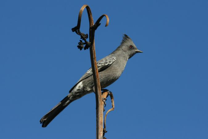 Photo (10): Phainopepla
