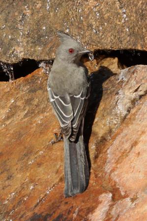 Photo (12): Phainopepla