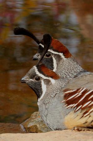 Photo (11): Gambel's Quail
