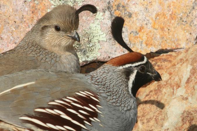 Photo (8): Gambel's Quail