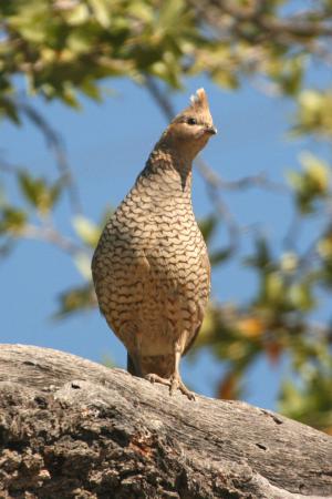 Photo (4): Scaled Quail