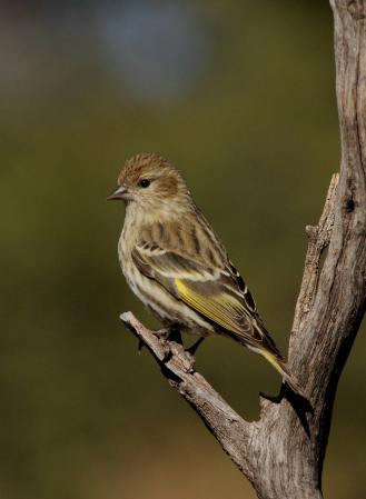 Photo (4): Pine Siskin