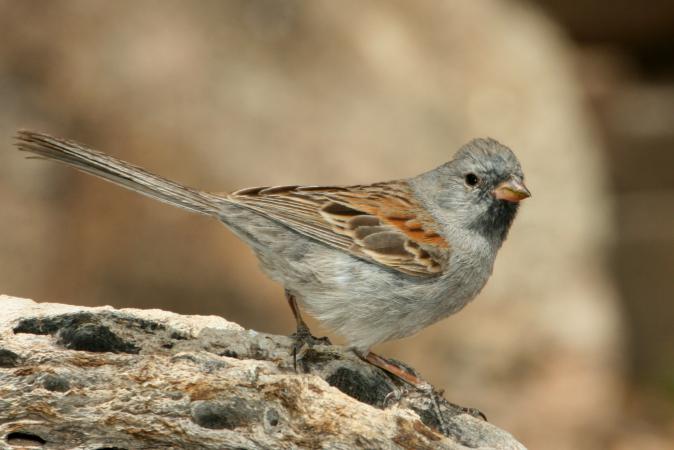 Photo (3): Black-chinned Sparrow