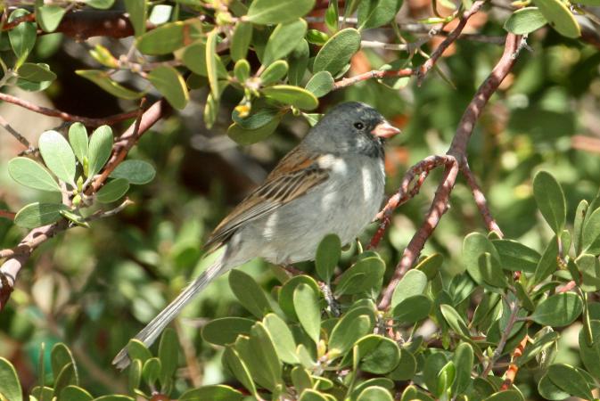 Photo (13): Black-chinned Sparrow