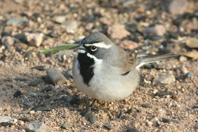 Photo (10): Black-throated Sparrow