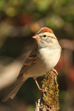 Photo (5): Chipping Sparrow