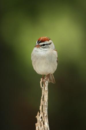 Photo (3): Chipping Sparrow