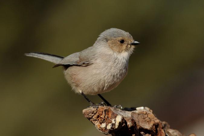 Photo (1): Bushtit