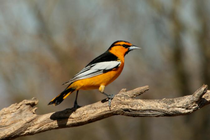 Photo (5): Bullock's Oriole