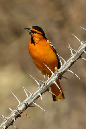 Photo (7): Bullock's Oriole