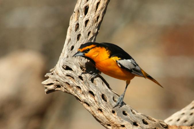 Photo (8): Bullock's Oriole