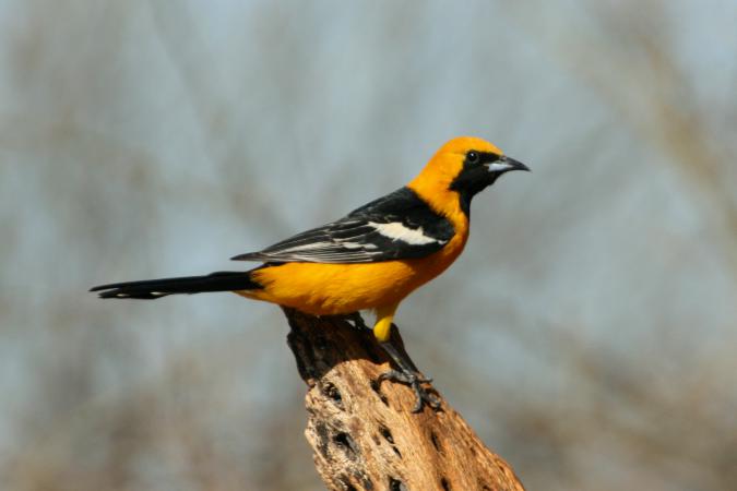 Photo (11): Hooded Oriole