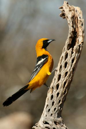 Photo (10): Hooded Oriole