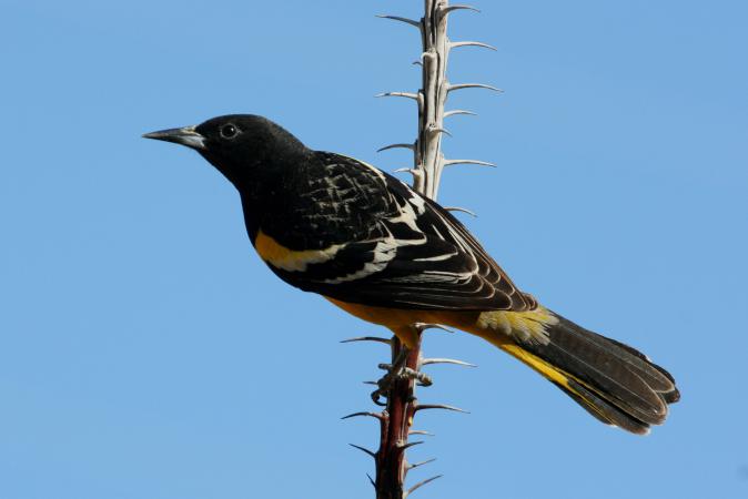 Photo (12): Quiz Species