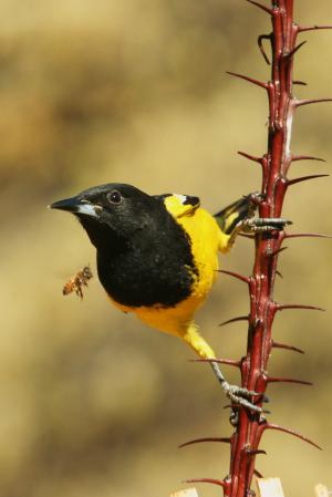 Photo (14): Quiz Species