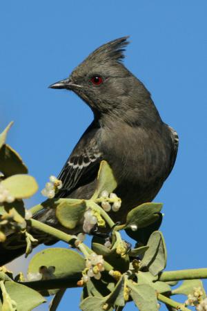 Photo (11): Phainopepla