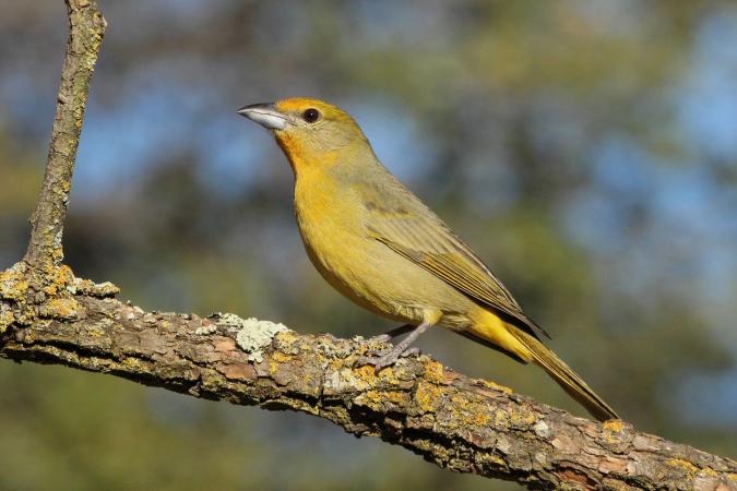 Photo (6): Hepatic Tanager