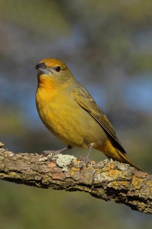 Photo (17): Hepatic Tanager