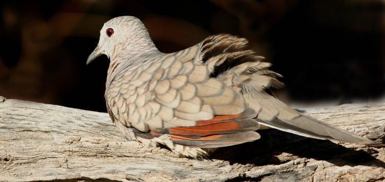 Photo (7): Inca Dove