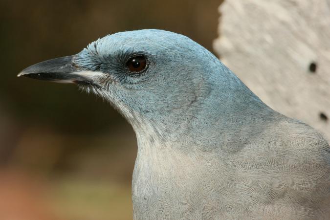 Photo (5): Mexican Jay