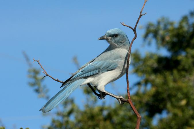 Photo (1): Mexican Jay