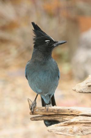 Photo (3): Quiz Species
