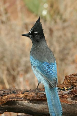 Photo (2): Quiz Species