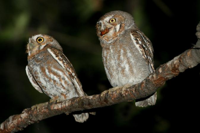 Photo (7): Elf Owl