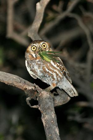 Photo (8): Elf Owl