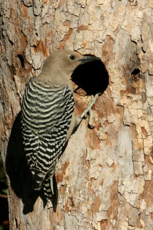 Photo (6): Gila Woodpecker