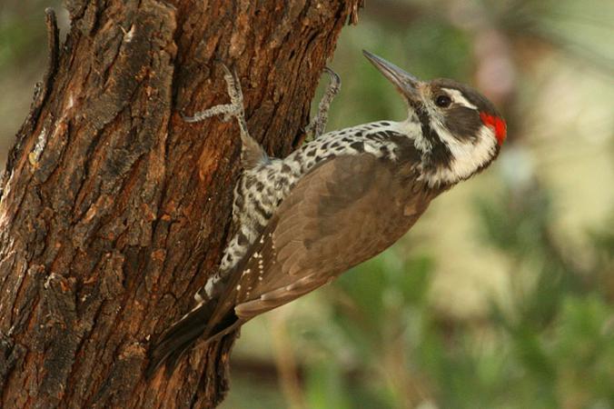 Photo (1): Arizona Woodpecker