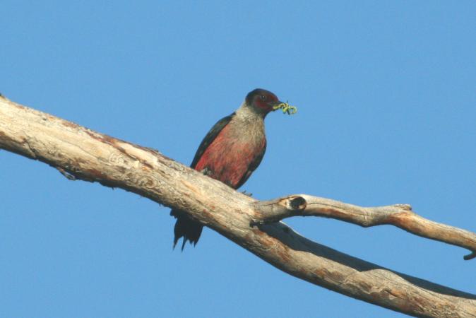 Photo (8): Lewis's Woodpecker