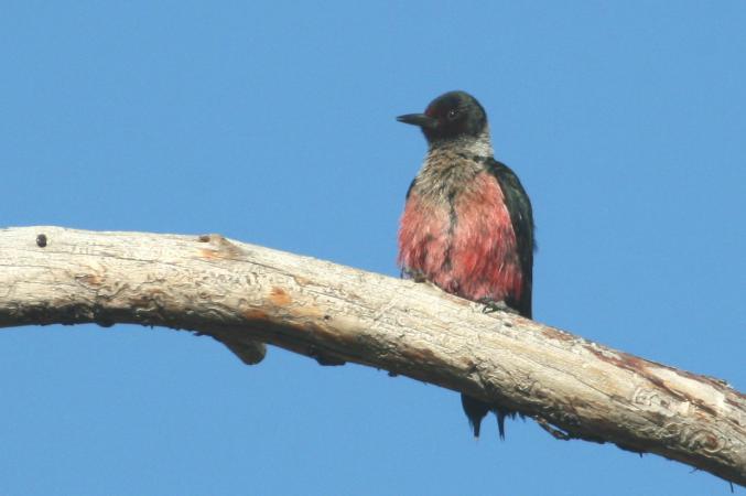 Photo (9): Lewis's Woodpecker