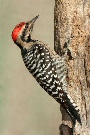 Photo (7): Ladder-backed Woodpecker