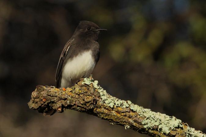 Photo (4): Black Phoebe