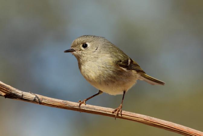 Photo (12): Ruby-crowned Kinglet