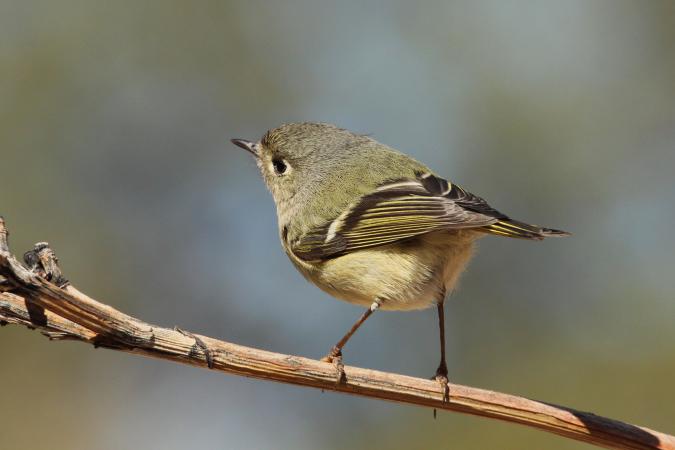 Photo (19): Ruby-crowned Kinglet