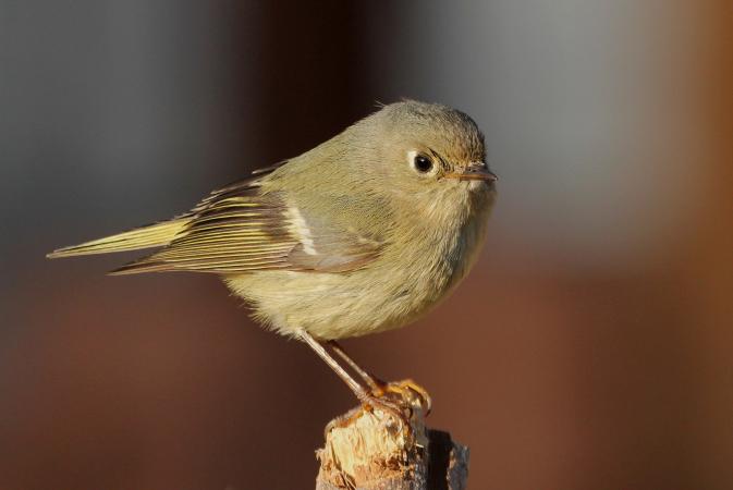 Photo (2): Ruby-crowned Kinglet