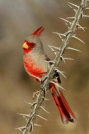Photo (10): Pyrrhuloxia