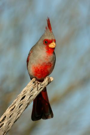 Photo (9): Pyrrhuloxia