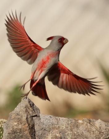 Photo (12): Pyrrhuloxia